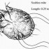 Scabies Mite, superficial burrows, intense pruritus (itching), secondary infection