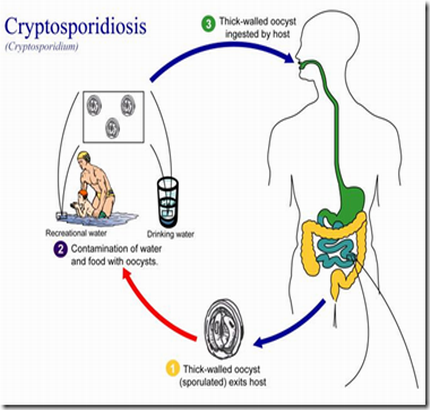 Treatment of Cryptosporidium