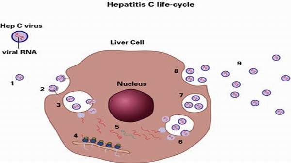 Hepatitis C: Symptoms