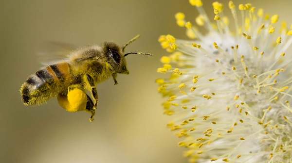 picture of pollen bee