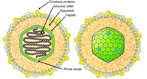 Epstein-Barr virus