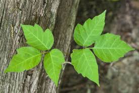 Poison ivy: Causes, Prevention & Treatments