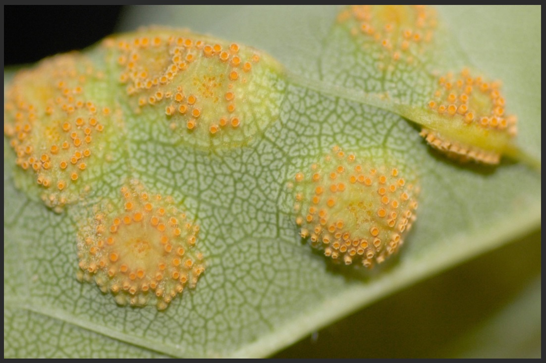 Ash Leaf Spots