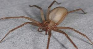 Brown recluse