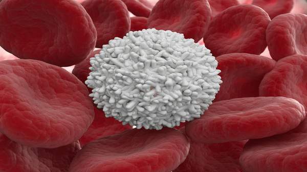 picture of Leukocytes