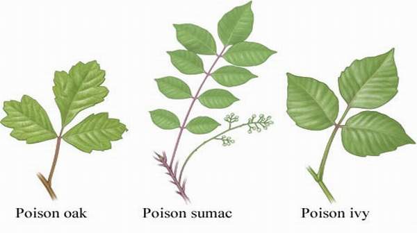 Picture of Poison Oak Rash