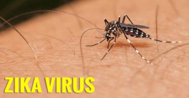 zika virus