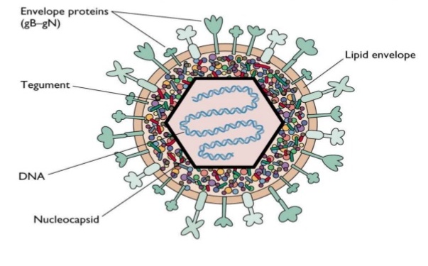 Herpes simplex virus